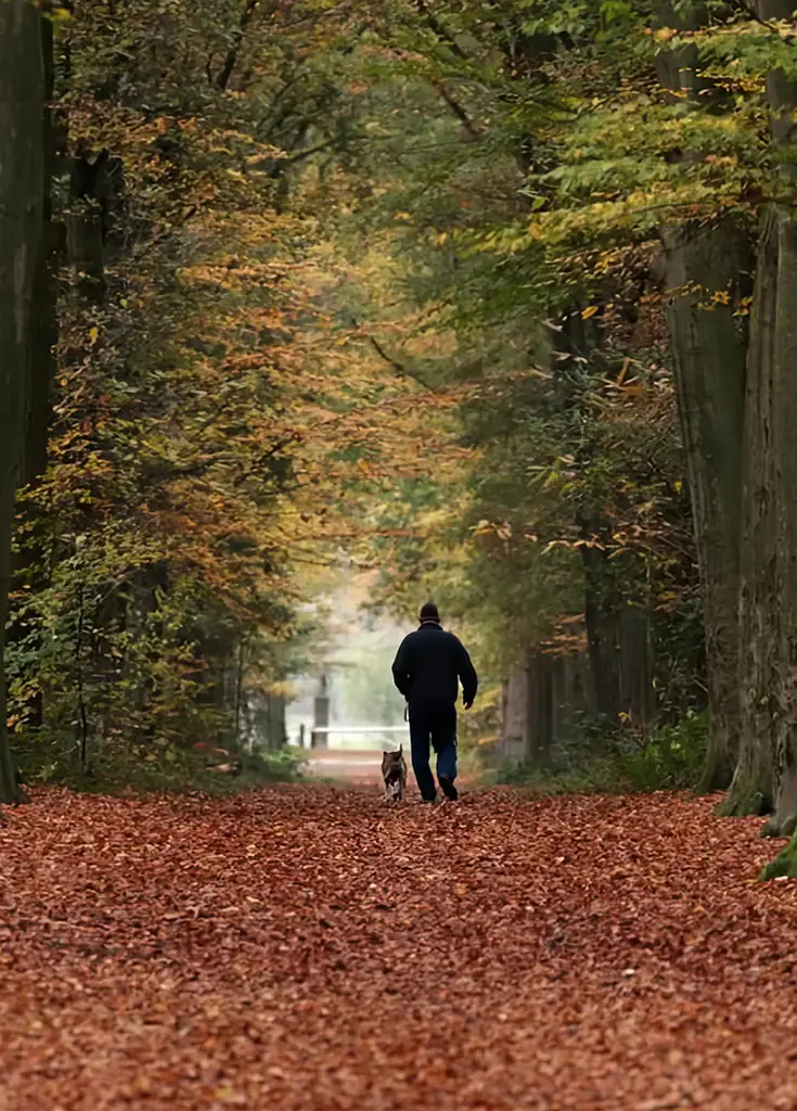 Wandelen in het bos van Leur