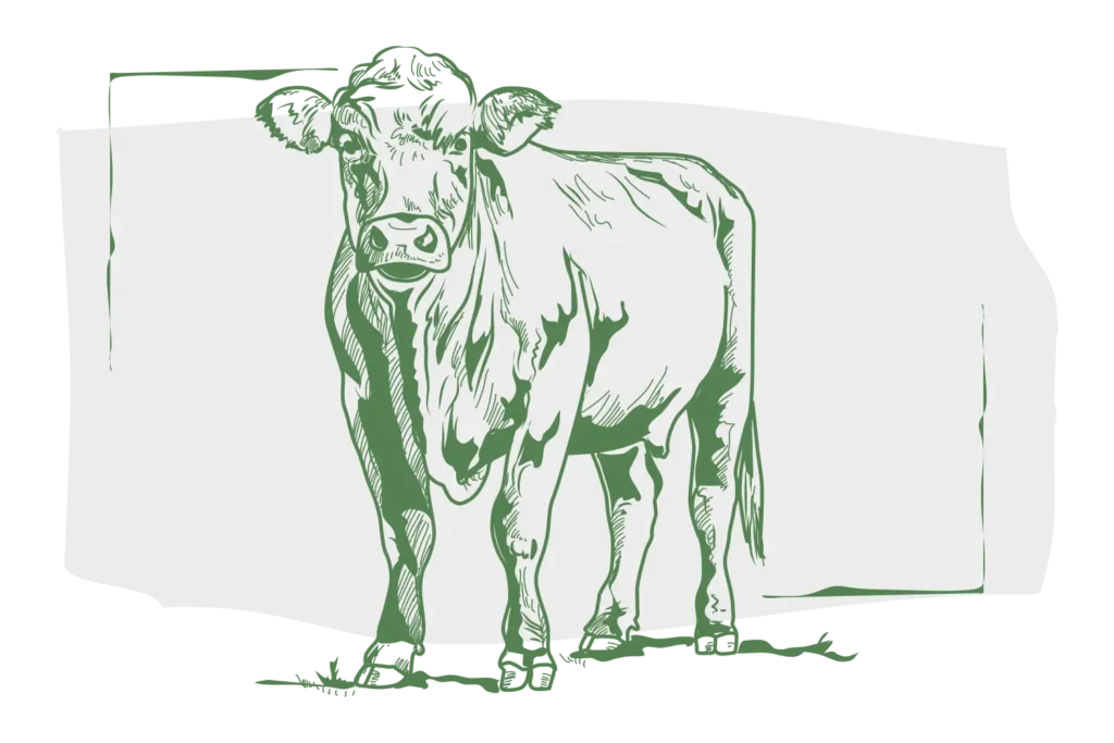 Rundvlees | Black Angus Leur