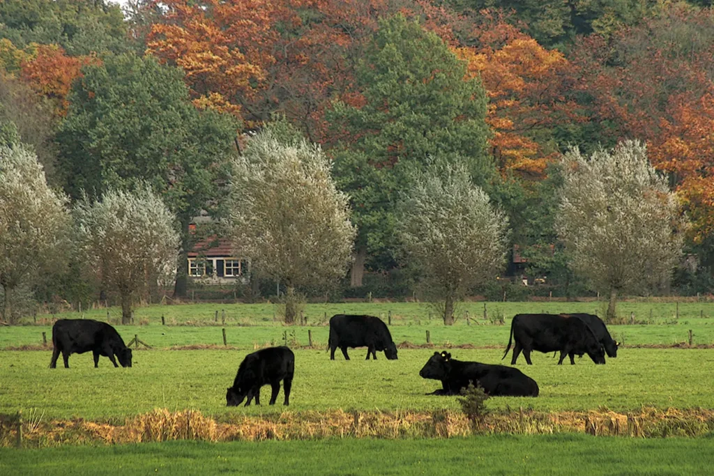 Black angus koeien Leur | Wijchen